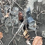 Rodent Issues at 1009 Beacon St