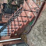 Trash/Recycling at 41 Carlton St