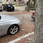 Dead Animals at 34 University Rd