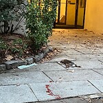 Dead Animals at 42.34 N 71.14 W