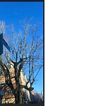 Public Trees at 150 Pleasant St