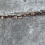 Sidewalk Repair at Brookline