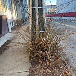 Public Trees at 50 School St