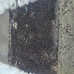 Sidewalk Repair at 302 Dean Rd, Chestnut Hill