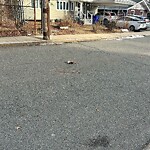 Dead Animals at 21 Rice St