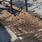Dead Animals at Florida Ruffin Ridley School, 345 Harvard St, Brookline 02446