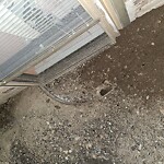 Rodent Issues at 15 Stearns Rd, Brookline 02446