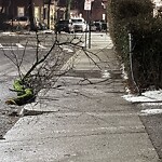 Public Trees at 42.338N 71.117W