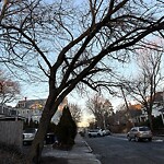Public Trees at 56 Perry St
