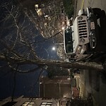 Public Trees at 30 Longwood Ave