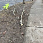 Public Trees at 2–98 Waverly St